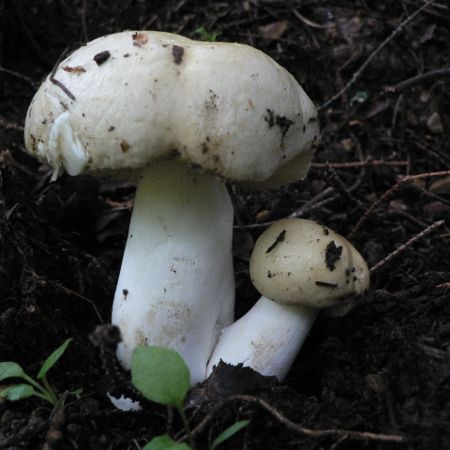 Russula fellea